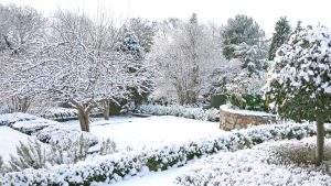 Winter Lawn Care