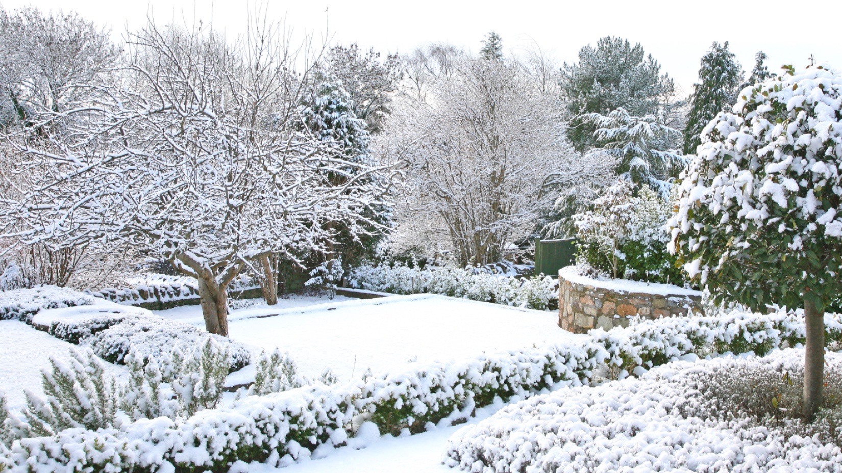 Winter Lawn Care